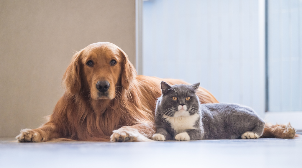 🐶✨ Datos curiosos y poco conocidos de los Golden Retriever