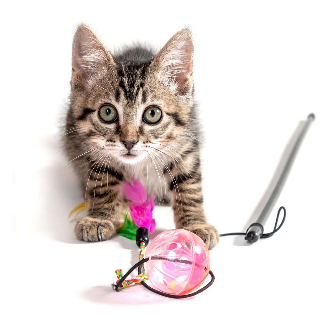 Gato pequeño con pelota de juguete rosa